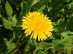 dandelion